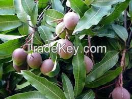 tropical mangoes