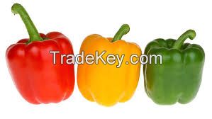 capsicum