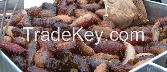 Dried Sea Cucumber