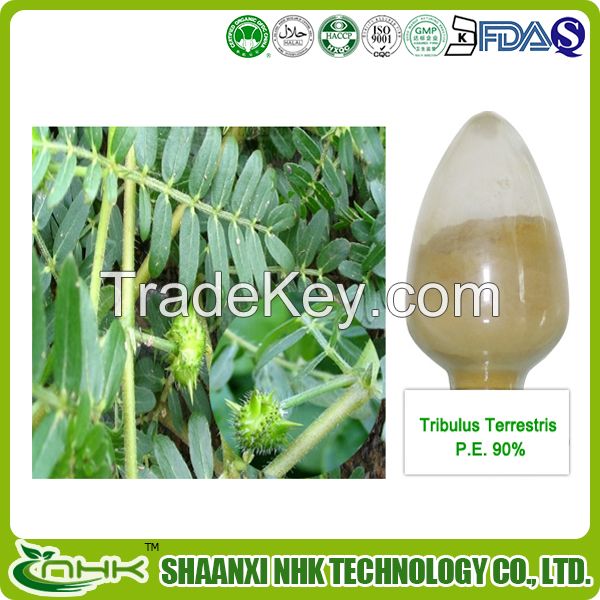 Hot selling high quality tribulus terrestris extract from cGMP manufacturer