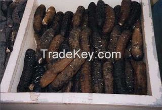 Hoisom Sand Fish Sea Cucumber