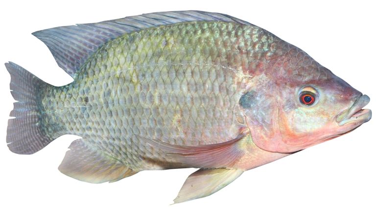 Fresh Organic Nile Tilapia