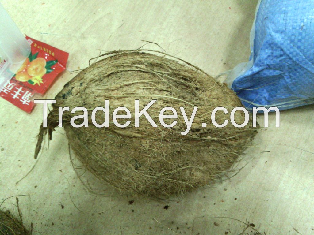 Indian Semi-Husked Coconut