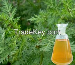 Wormwood Oil/Artemisia Annua Oil