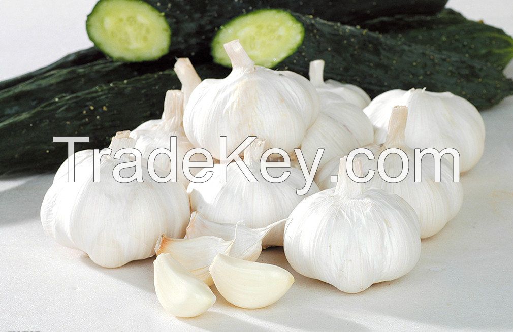 Fresh garlic white/Normal white garlic/Jinxiang Garlic