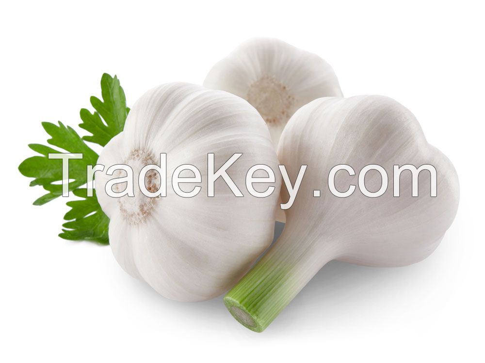 garlic best price in china