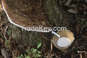 natural rubber latex 