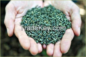  Chinese best quality green tea chunmee 41022A AA