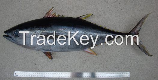  Quality fish Yellow Tuna Fish