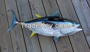  Quality fish Yellow Tuna Fish