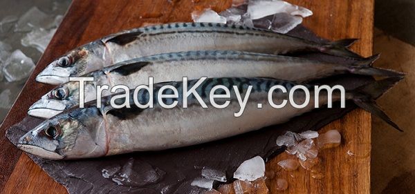  Quality fish Horse Mackerel