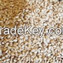 Sesame Seeds