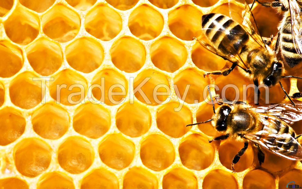 Natural Honey bee