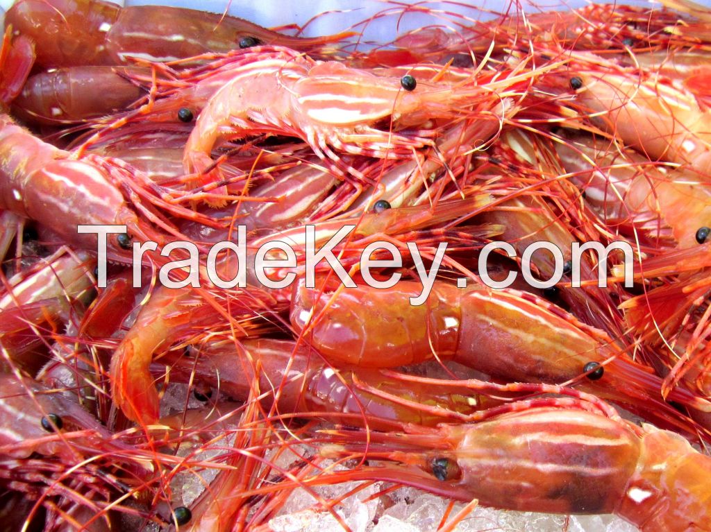 mud crabs, king crab meat, Shrimp, mackerel, horse mackerel 