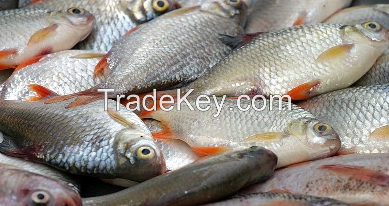 fresh ndian mackerel, sardine, scad, clam Skipjack Tuna whole fish