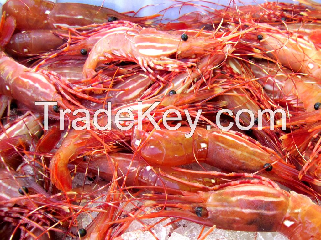 live Squid, Octopus, Cuttlefish, Lobster, pangasius fish, Silver Pomfret