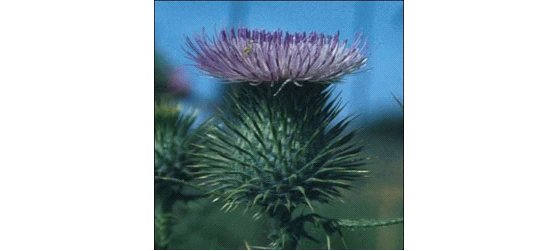 Milk Thistle Extract