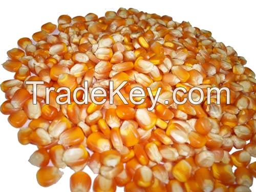 Yellow Maize