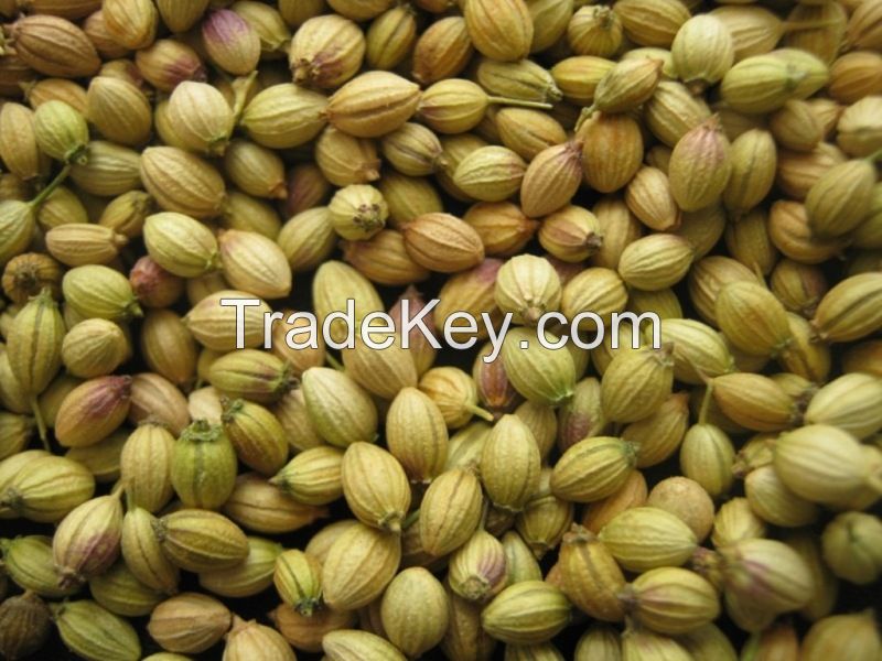 Coriander Seed