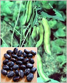 SEEDS AND PLANTING MATERIAL