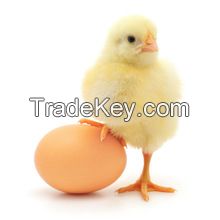 fresh chicken egg white and brown size : 40g-50g-60g-65g-70g