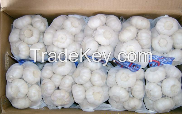 China purple garlic export of agriculture products
