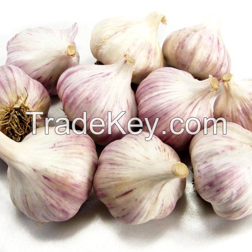 New crops fresh garlic 4.5cm-6.0cm