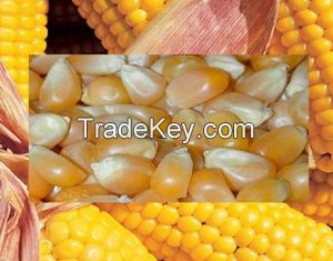 Yellow maize