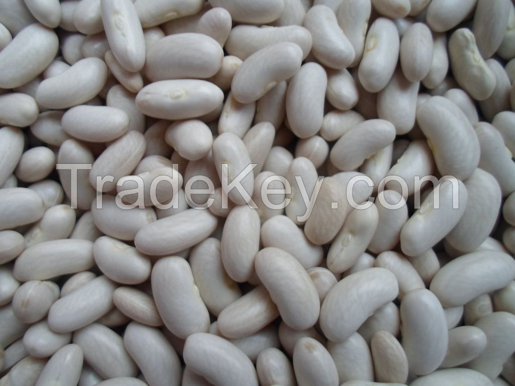 Long white beans