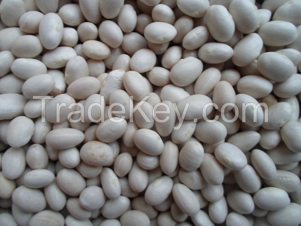 Round white beans