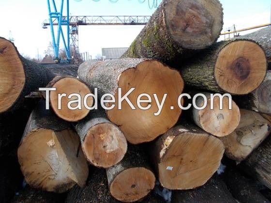 MAPLE LOGS FROM LITHUANIA/UKRAINE (Acer platanoides)