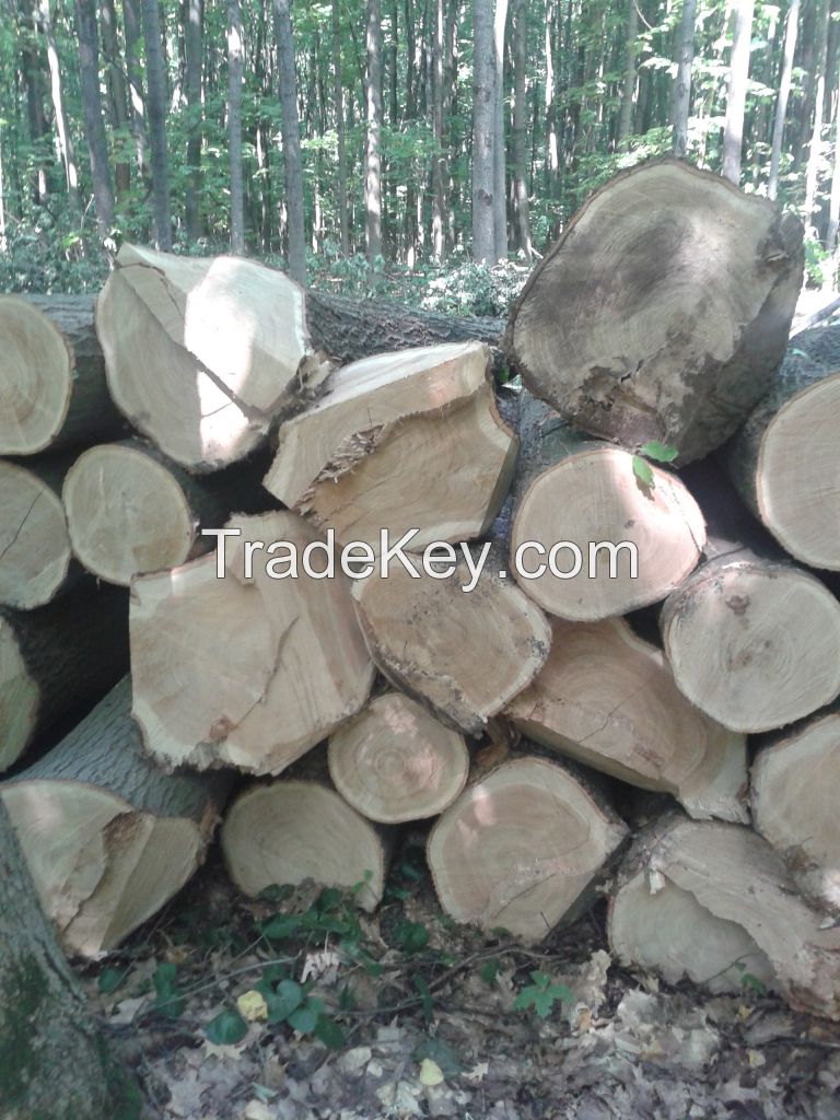 READ OAK LOGS FROM UKRAINE (Quercus rubra)