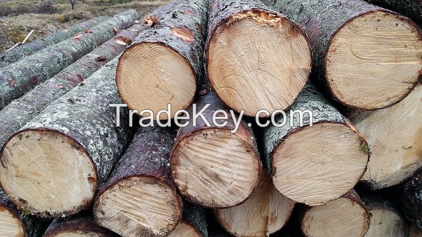 SPRUCE LOGS FROM LITHUANIA/BELARUS