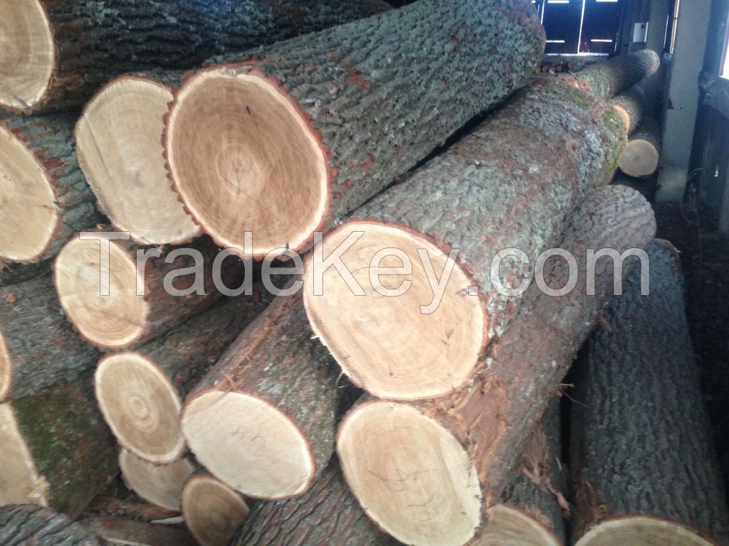 WHITE OAK LOGS FROM LITHUANIA/RUSSIA/UKRAINE (Quercus robur)