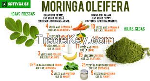 Moringa oleifera