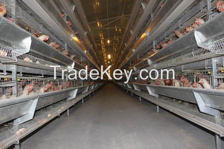 Automatic galvanized steel H type poultry raising equipment