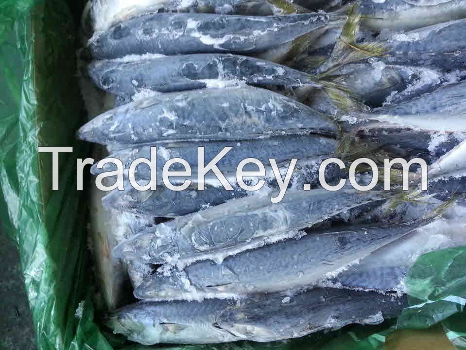 Pacific Mackerel