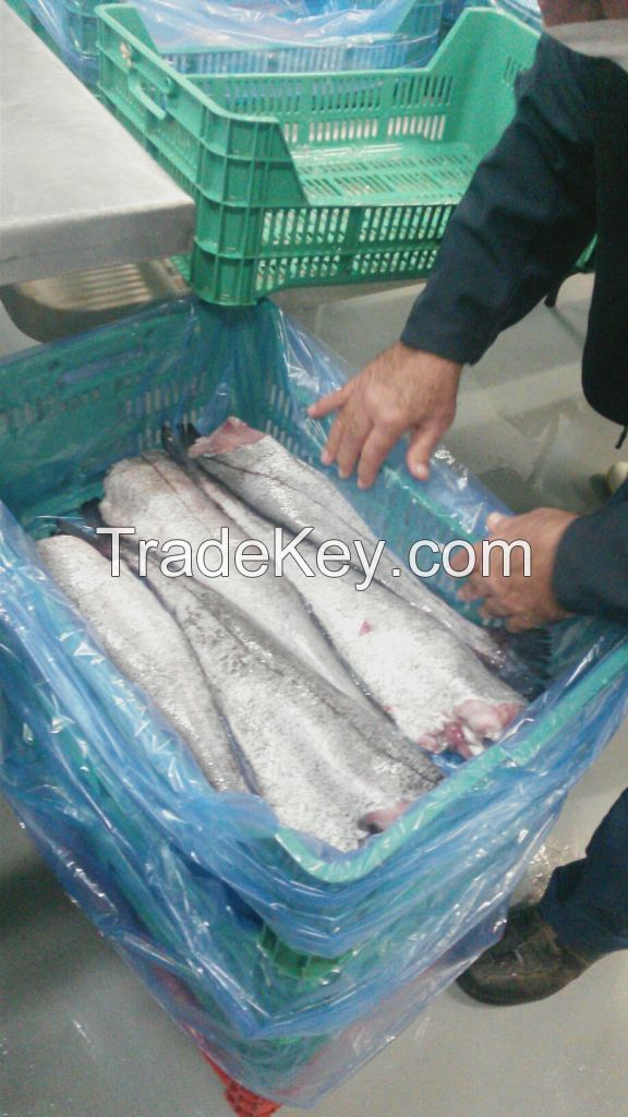 FROZEN HAKE HG and FILLET