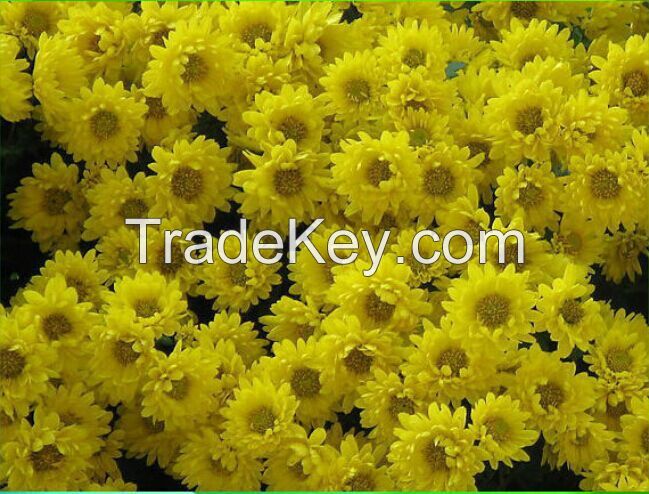 white chrysanthemum flower