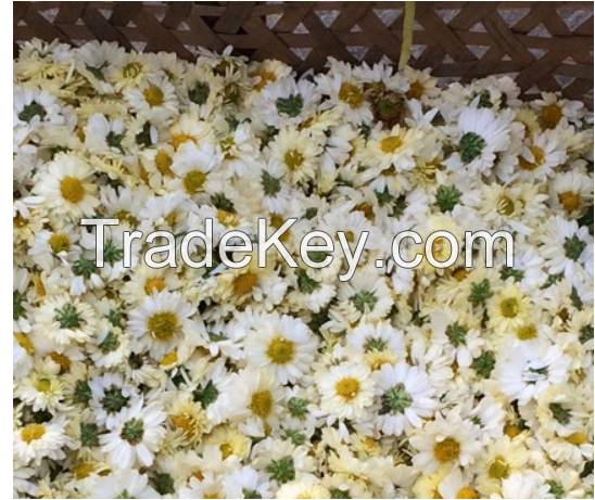 white morifolium wild extract powder dried chrysanthemum flower 