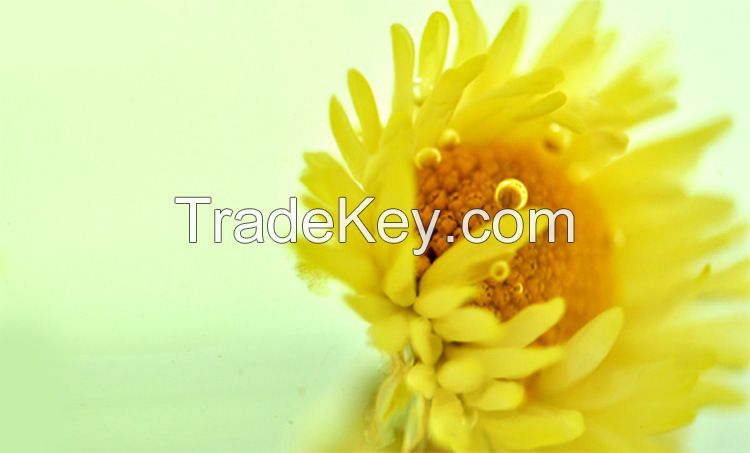 White Morifolium, Chrysanthemum Herbal Tea/Slim Tea, Dried Chrysanthemum Flower