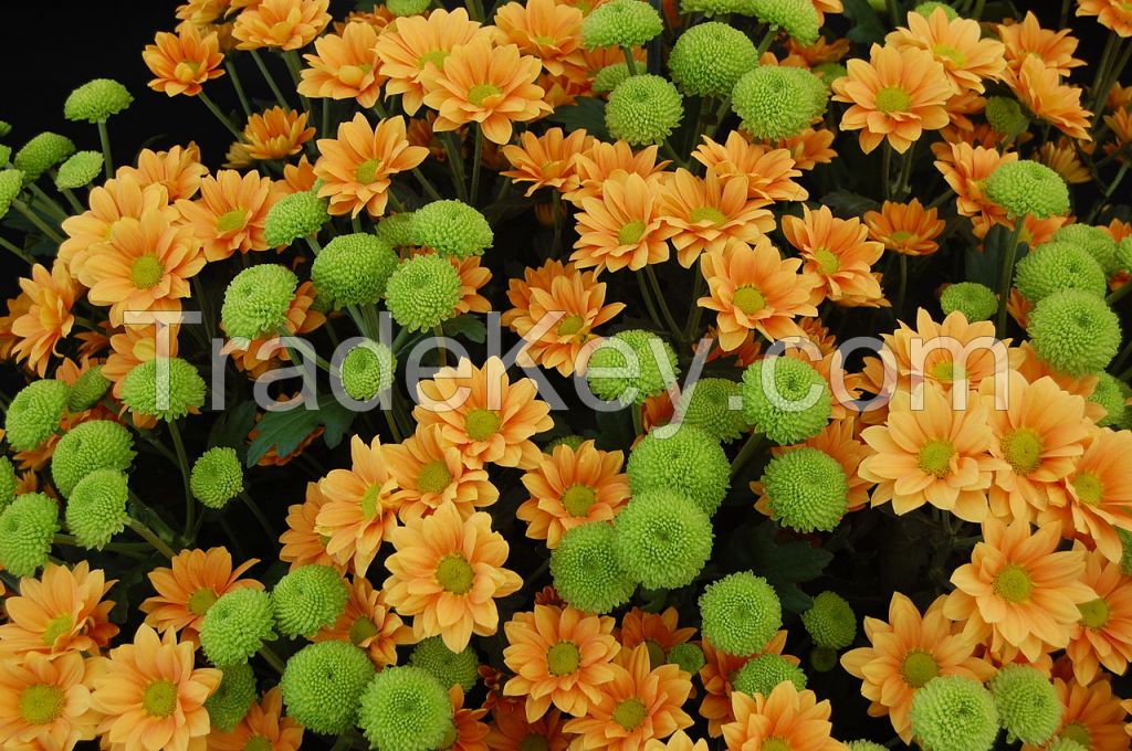 White Morifolium, Chrysanthemum Herbal Tea/Slim Tea, Dried Chrysanthemum Flower