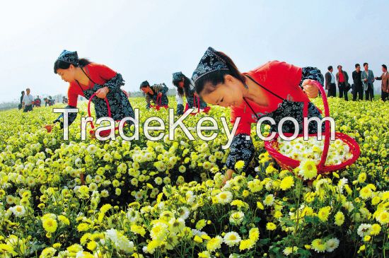 Hangzhou white chrysanthemum, Chrysanthemum Herbal Tea/Slim Tea, Dried Chrysanthemum Flower Losing Weight