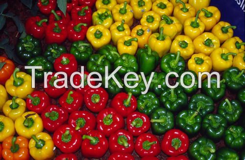 Fresh Capsicum