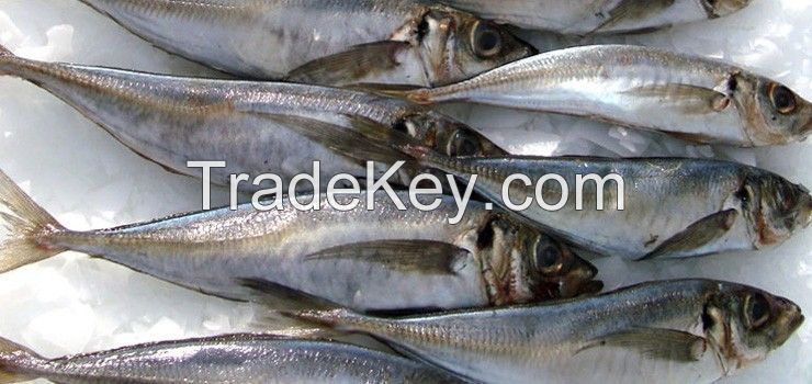 horse mackerel fish