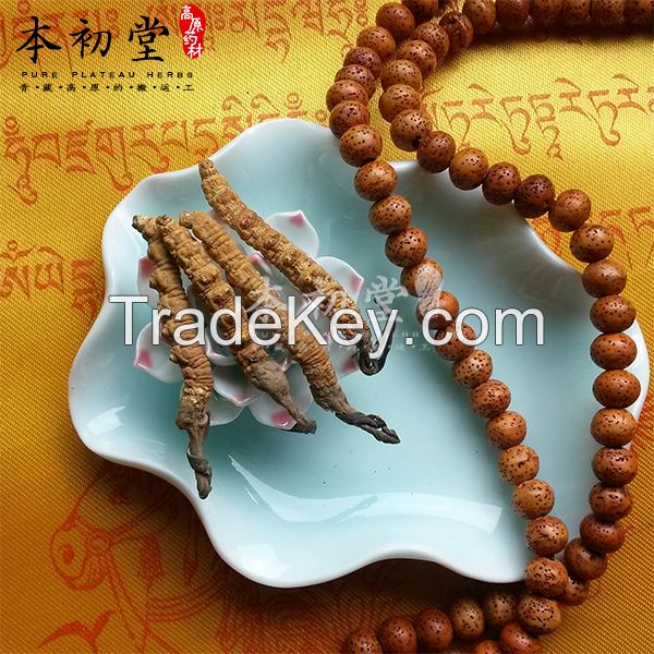 Cordyceps sinensis /Chinese caterpillar fungus /winterworm summerherb