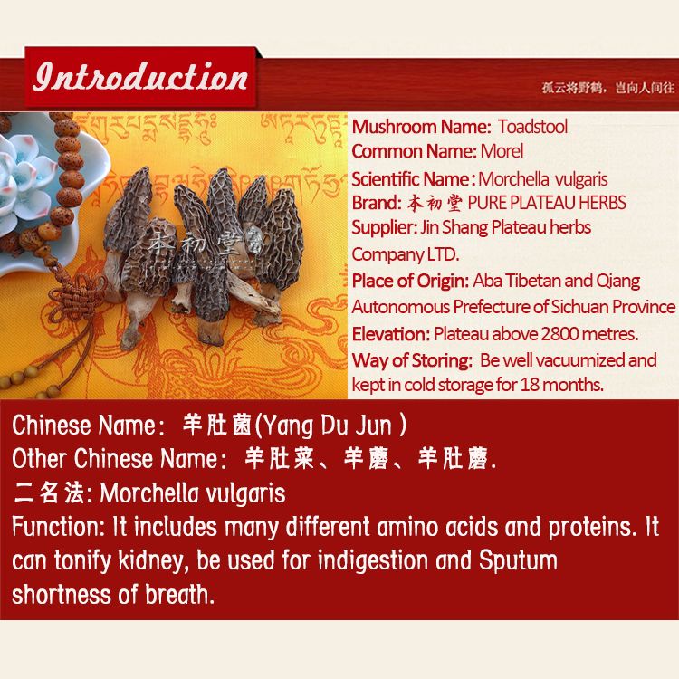 Toadstool/Morel/Morchella vulgaris from Sichuan province.
