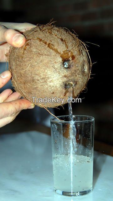 Coconut Water for sale
