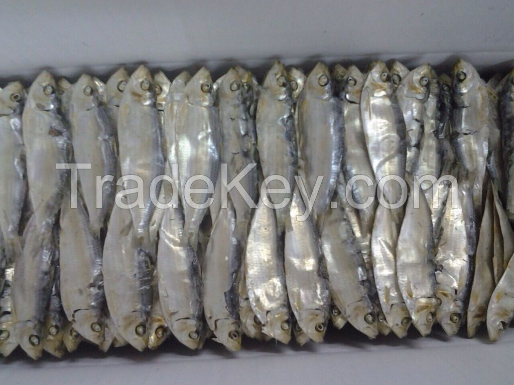 Dried Anchovy