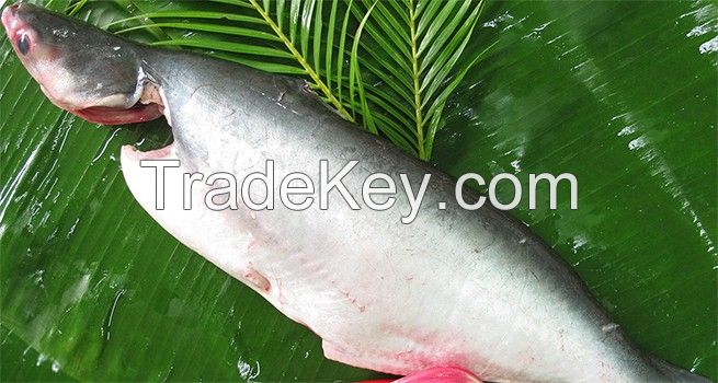 Pangasius whole round